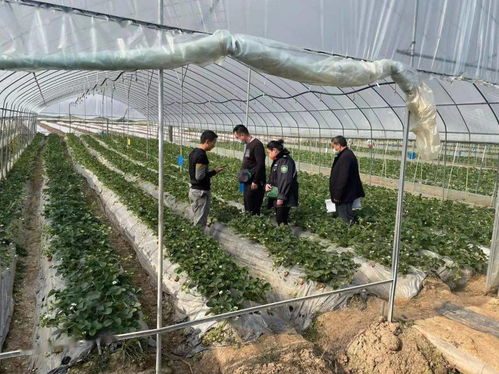 景谷多措并舉，合力保障春節期間農產品質量安全